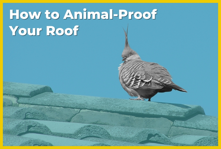 How to Animal-Proof Your Roof